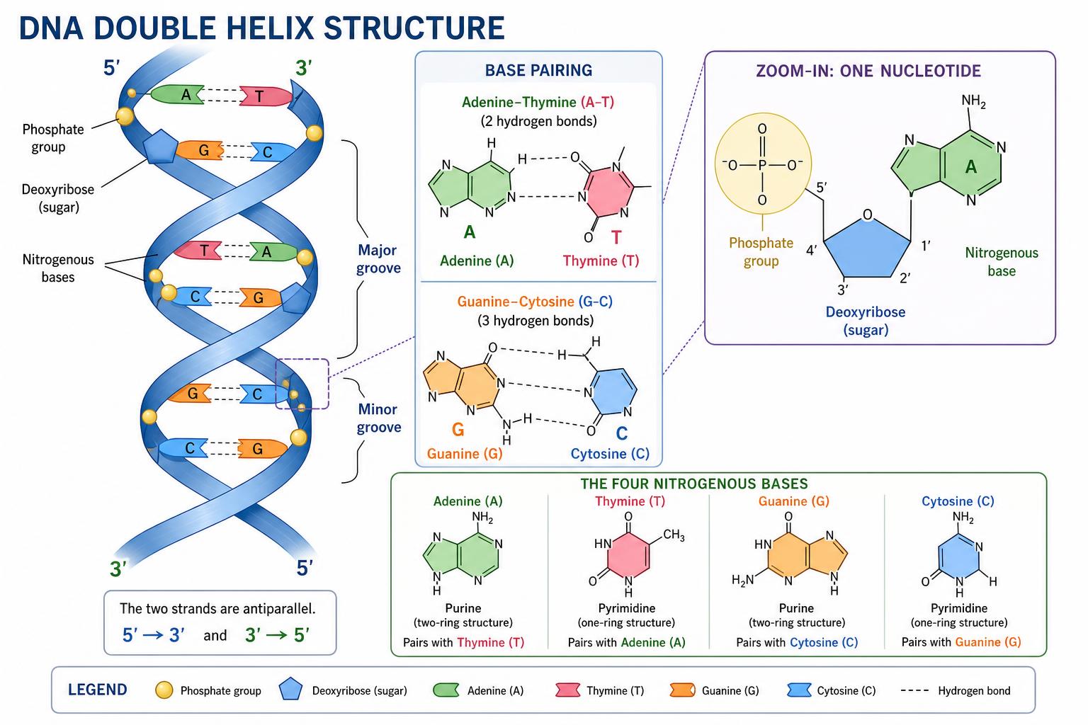 DNA double helix structure with base pairing and nucleotide detail