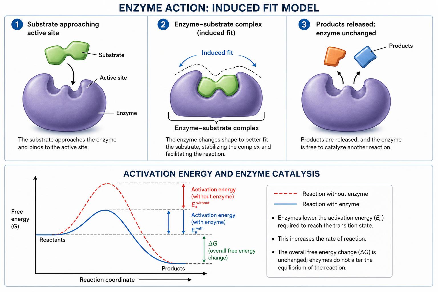 Enzyme action and induced fit model with activation energy graph
