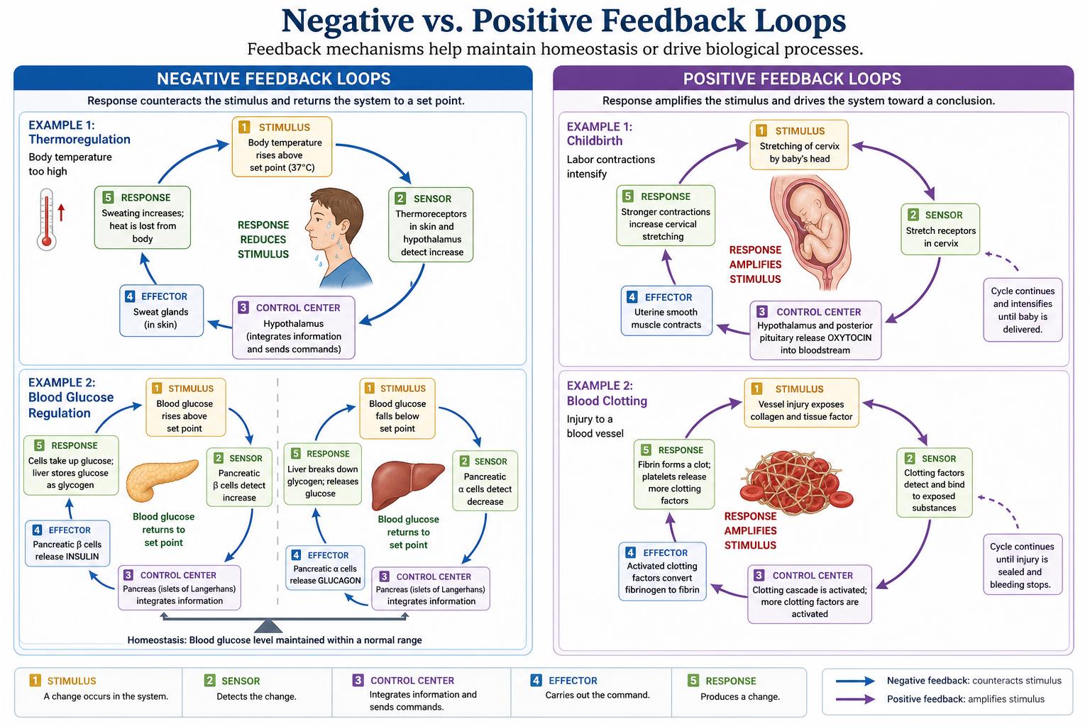 Negative vs positive feedback loops with biological examples