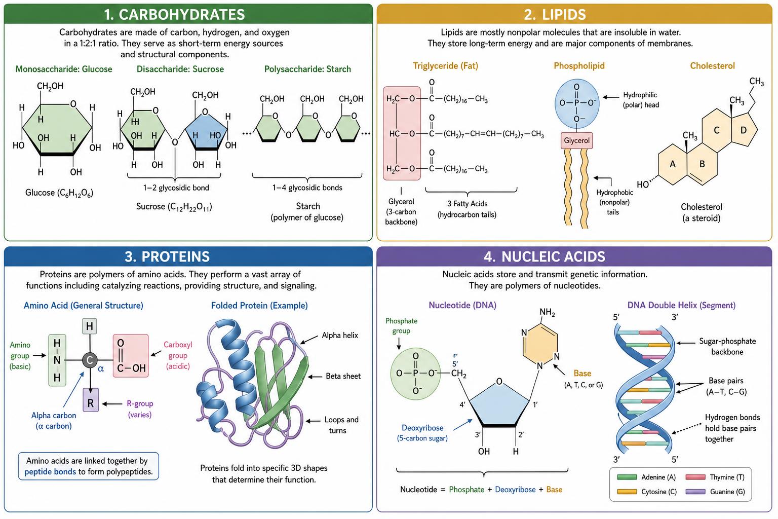 Four macromolecules: carbohydrates, lipids, proteins, nucleic acids