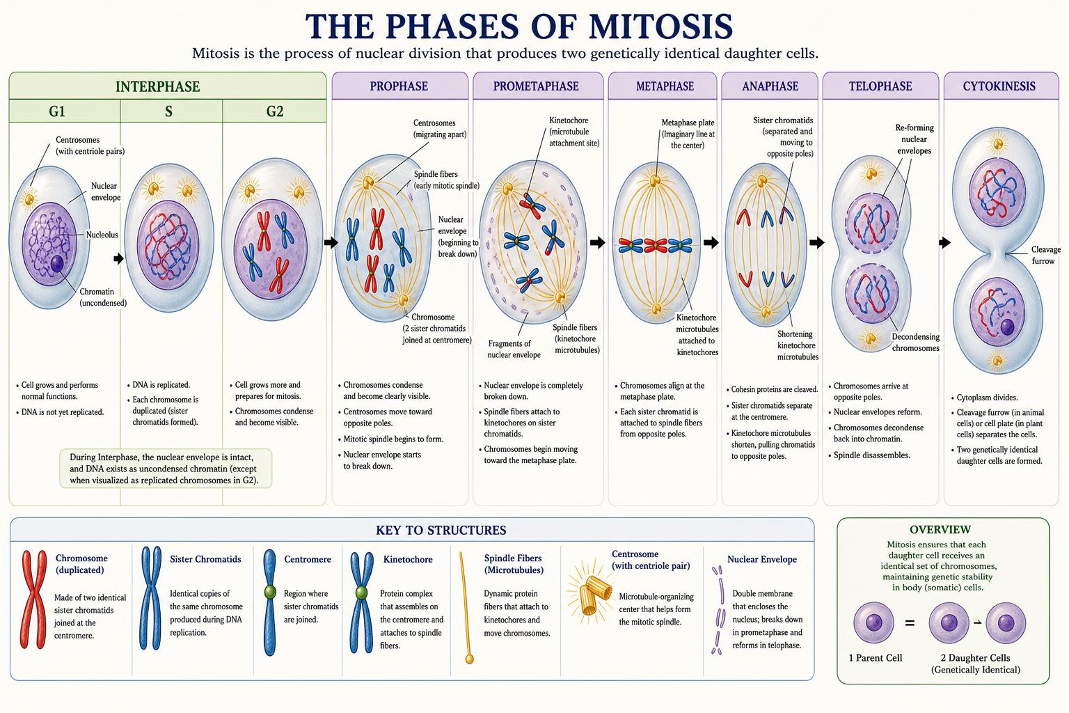 Phases of mitosis from interphase through cytokinesis