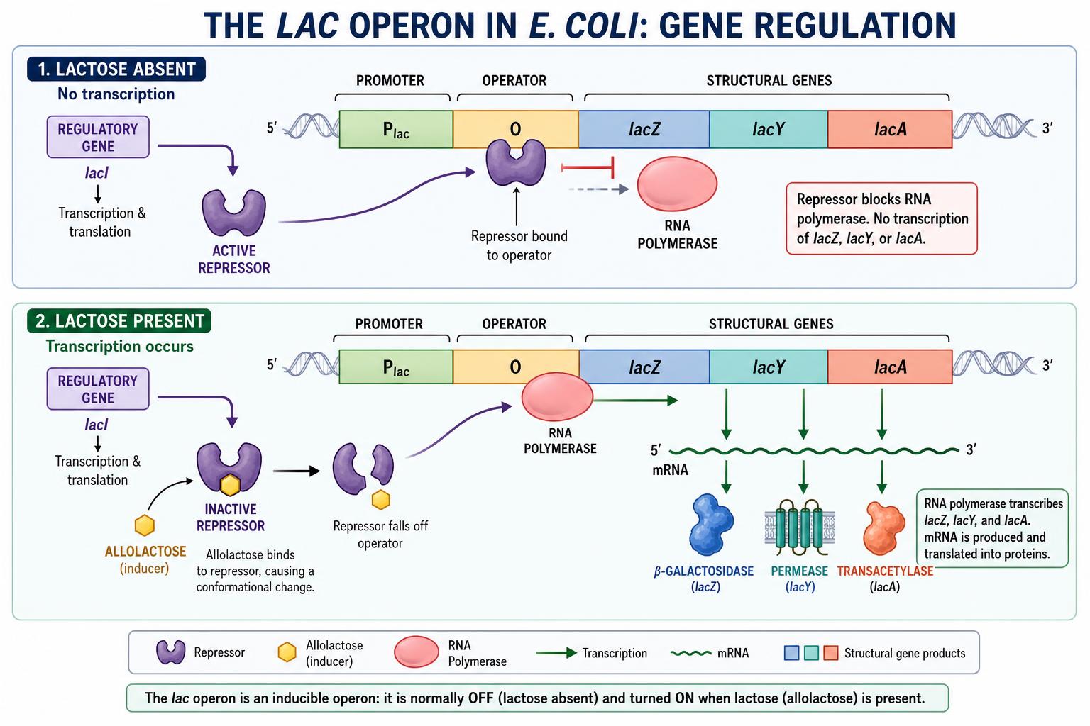 Lac operon gene regulation in E. coli with and without lactose