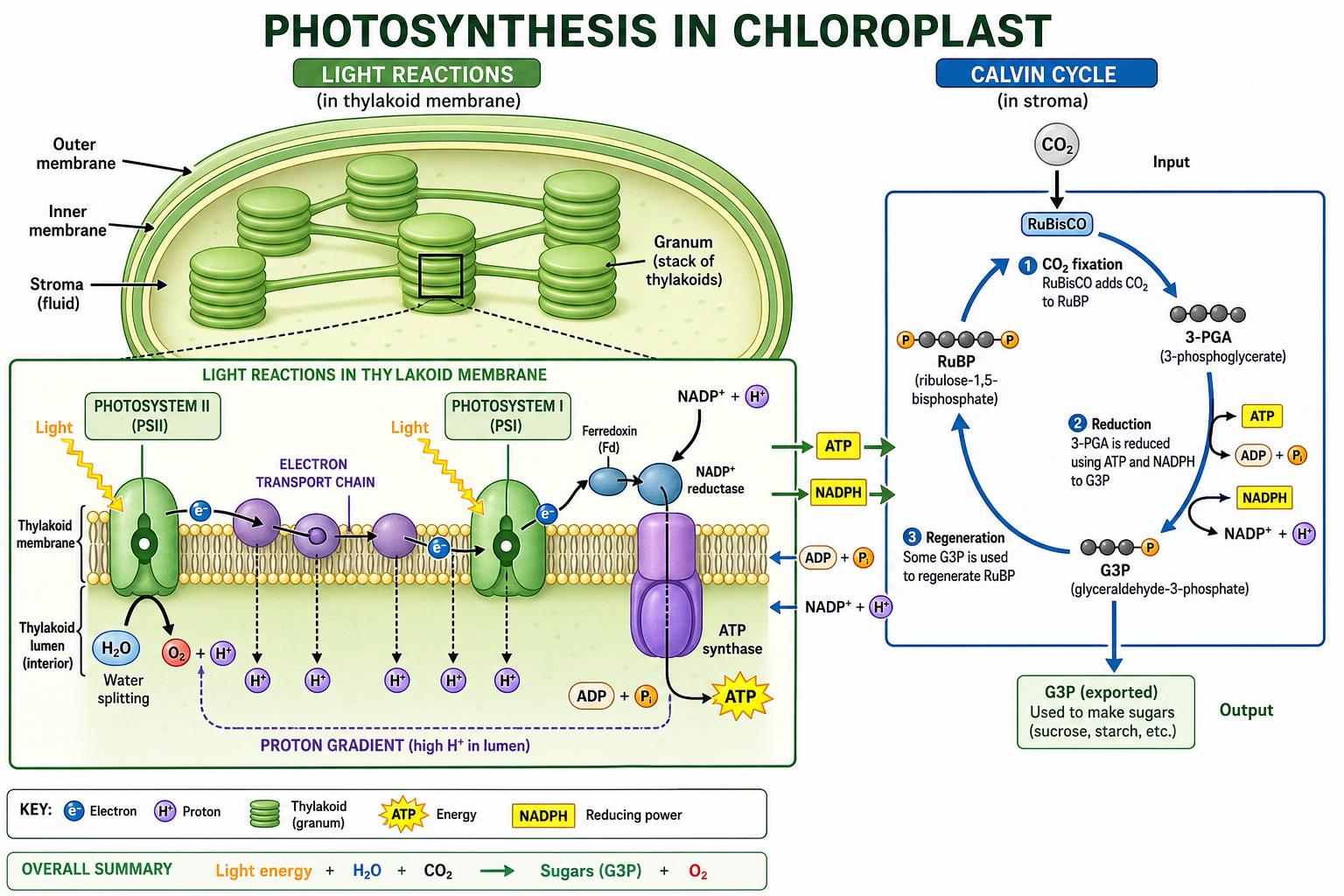 Photosynthesis in chloroplast: light reactions and Calvin cycle