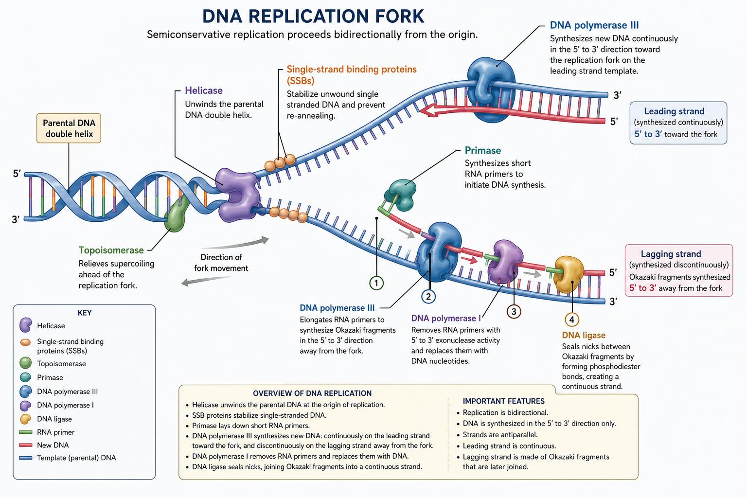 DNA replication fork with helicase, polymerases, and Okazaki fragments