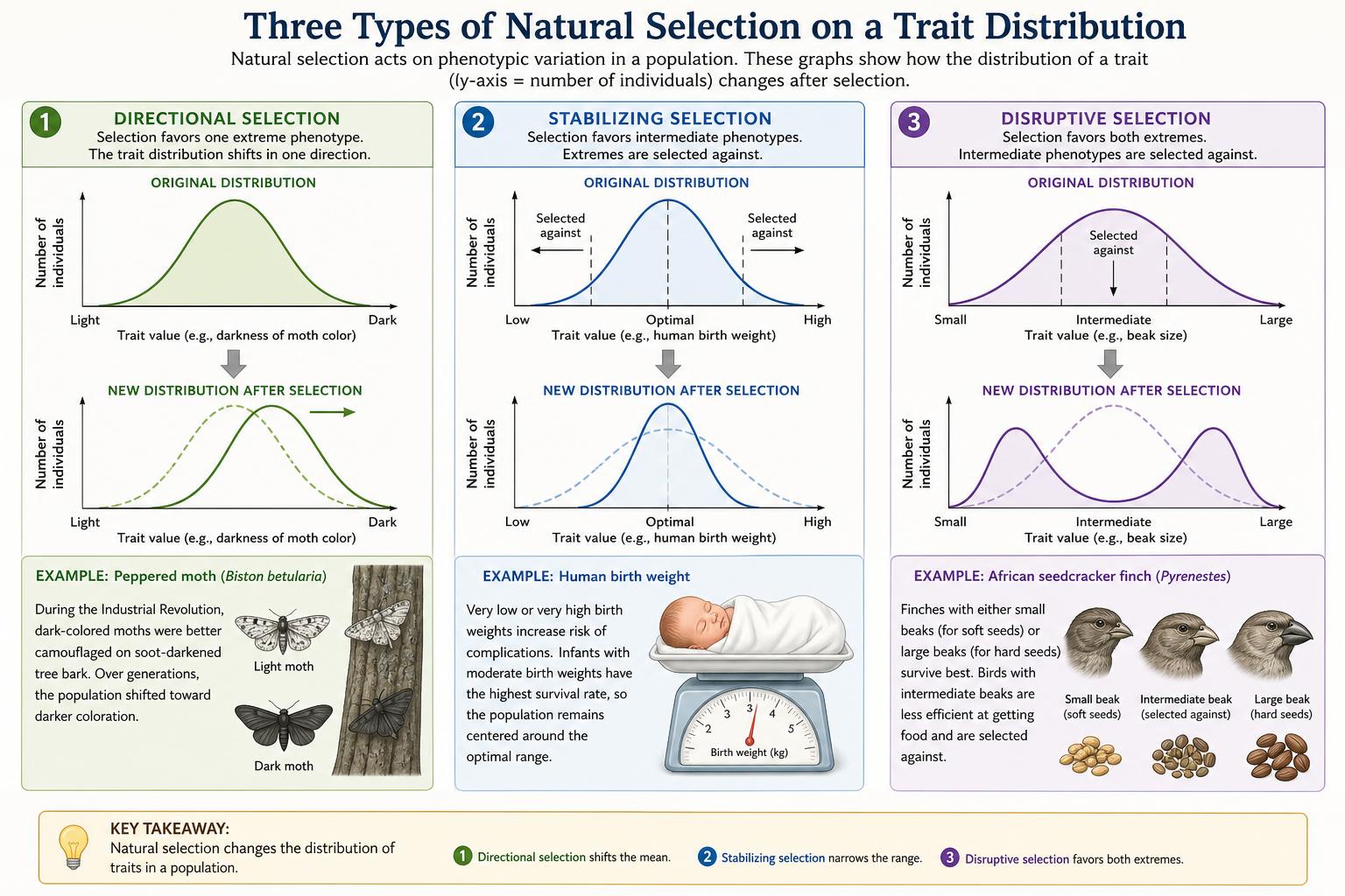 Directional, stabilizing, and disruptive natural selection