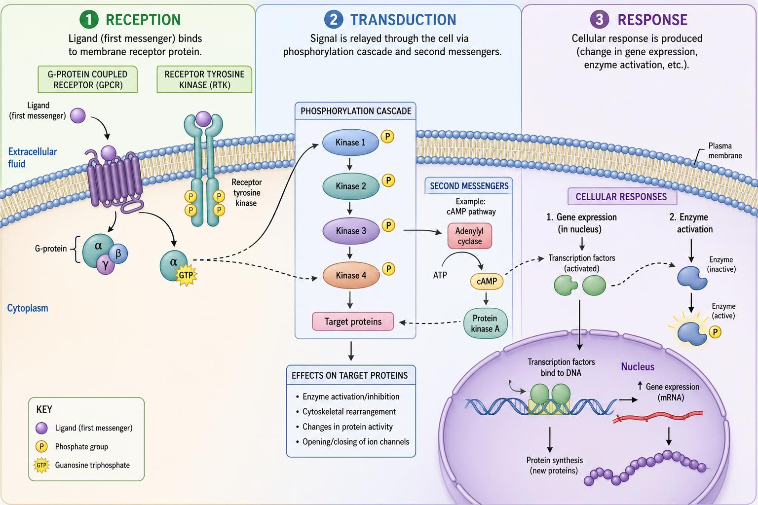 Cell signaling pathway: reception, transduction, response