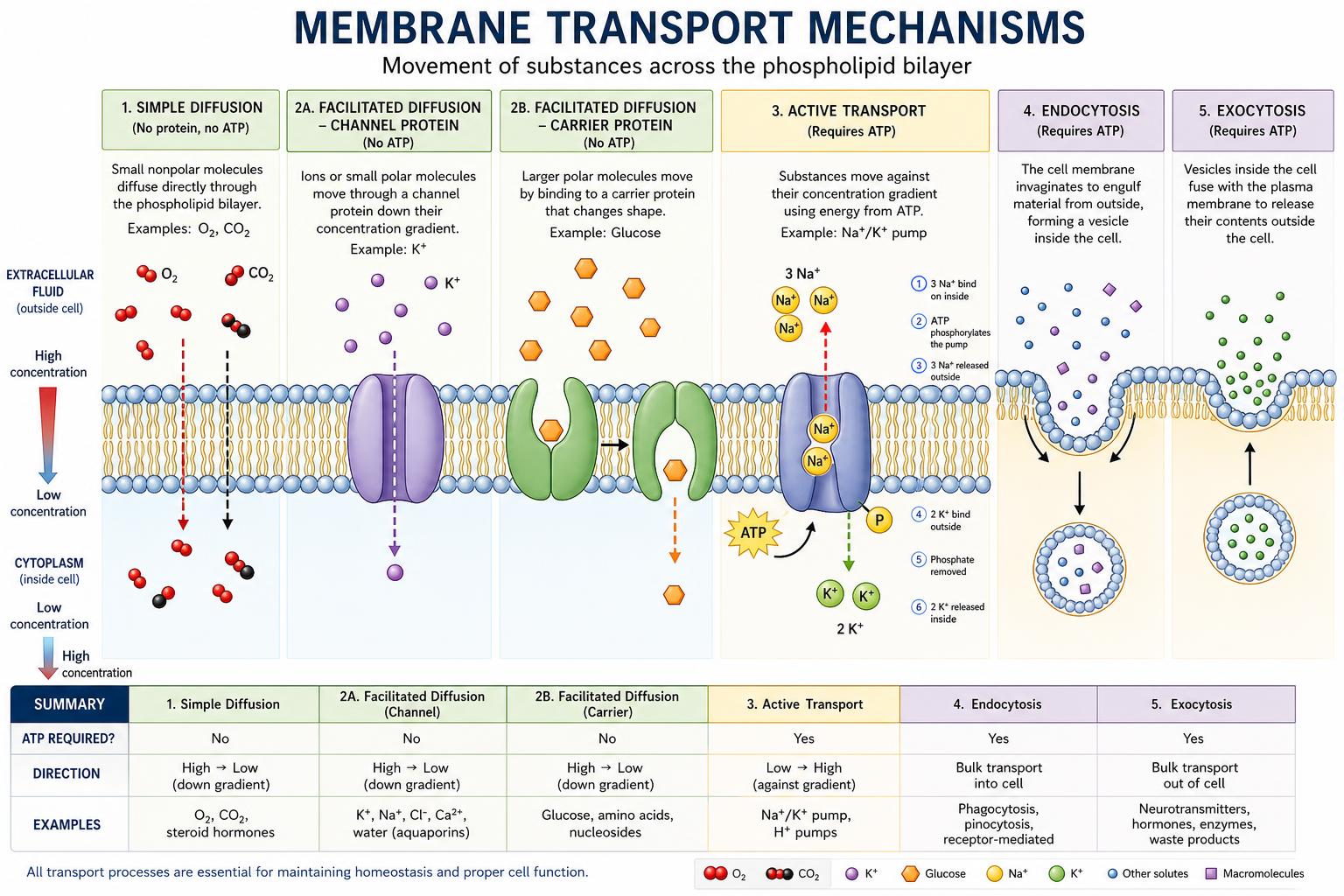 Membrane transport mechanisms across the phospholipid bilayer